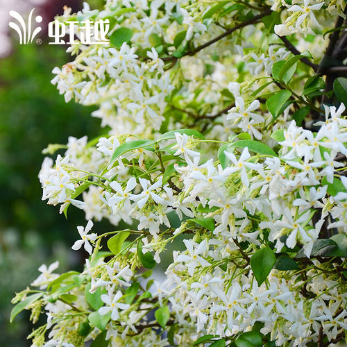 风车茉莉黄风车虹越白风车意大利络石藤香花园阳台常绿篱爬藤植物 - 图1