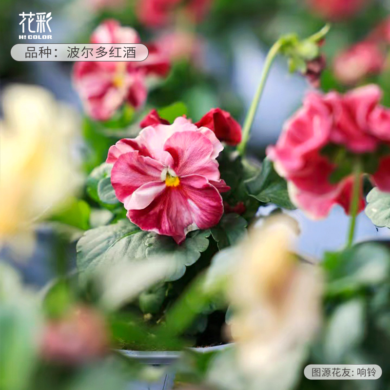 【2件8折4件6折】花彩角堇花苗盆栽礼服皱边角堇德古拉耐寒花期长 - 图3