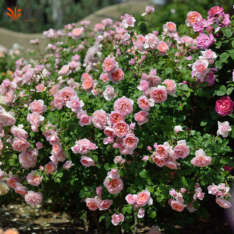 虹越舍农索城堡的女人们藤本月季玫瑰大花苗盆栽花园庭院好养浓香,淘宝优惠券,粉丝福利购,淘宝优惠卷