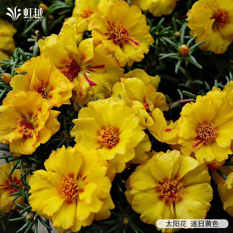 虹越园艺家蓝盆花白头翁菊花桔梗常春藤阳台盆栽多季开花观叶种苗,淘宝优惠券,粉丝福利购,淘宝优惠卷