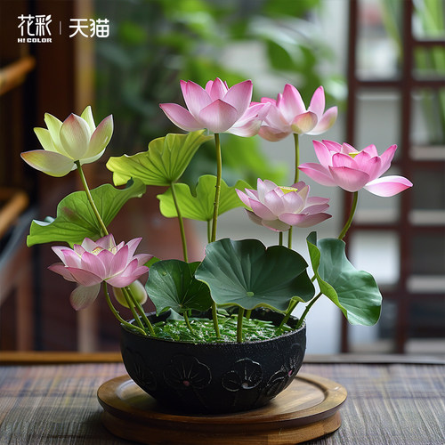 虹越盆栽碗莲水培植物阳台水养莲花夏季庭院鱼缸微型荷花耐热耐晒 - 图1