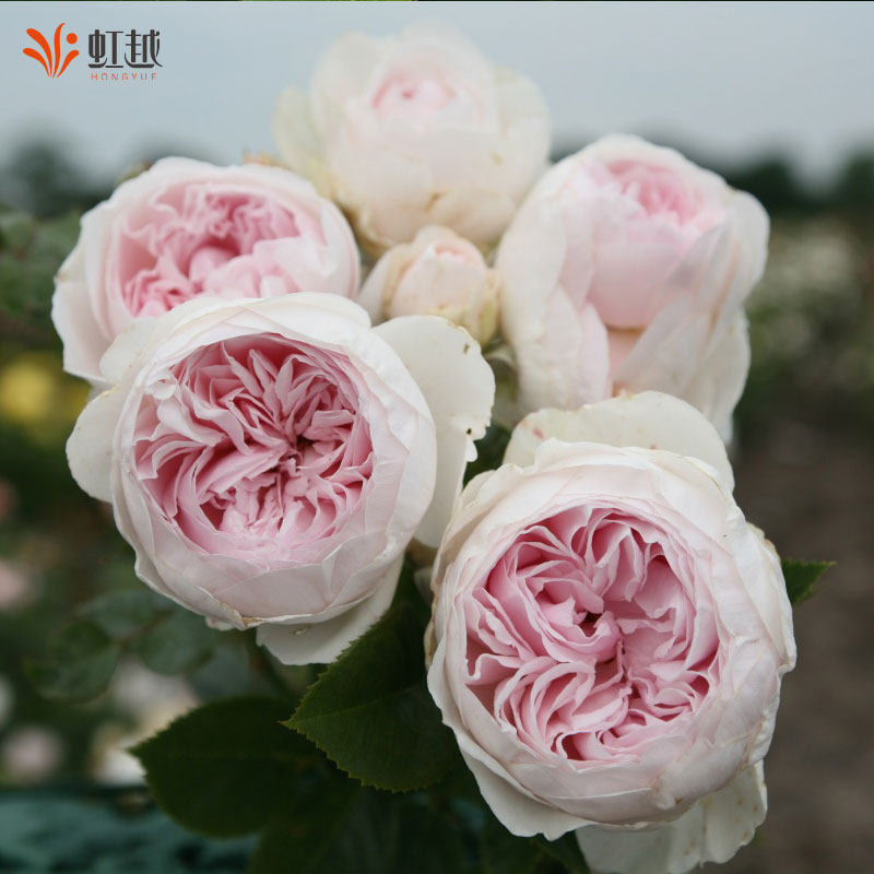 虹越朱丽叶蓝莓蛋糕莫妮卡戴维真宙月季大苗盆栽花园灌木大花浓香,淘宝优惠券,粉丝福利购,淘宝优惠卷