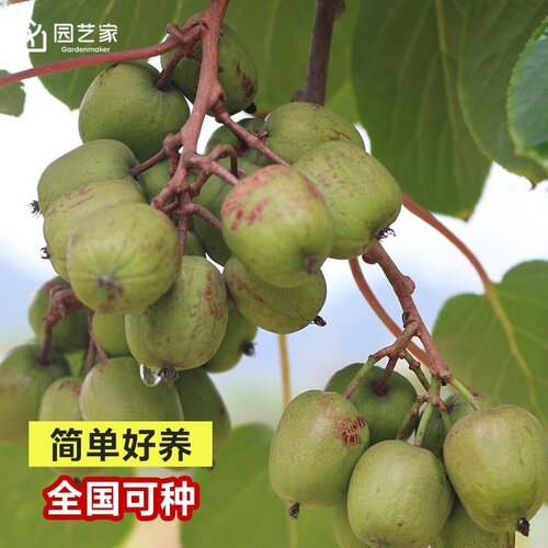 软枣猕猴桃树苗园艺家库库瓦伊赛庭院盆地栽耐寒爬藤多年生果树苗 - 图1