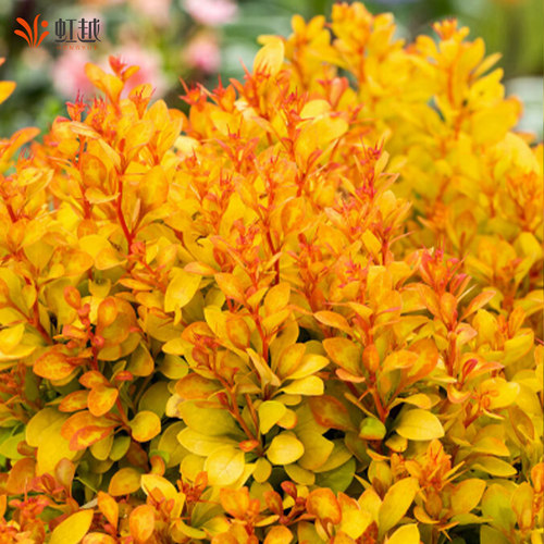 虹越进口小檗彩叶耐寒好养庭院花园花镜植物矮灌木苗绿篱绿化小苗 - 图2