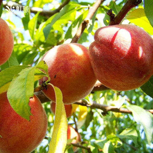 虹越桃树果苗盆栽南方北方种植阳台露台水蜜桃蟠桃黄桃油桃 - 图0