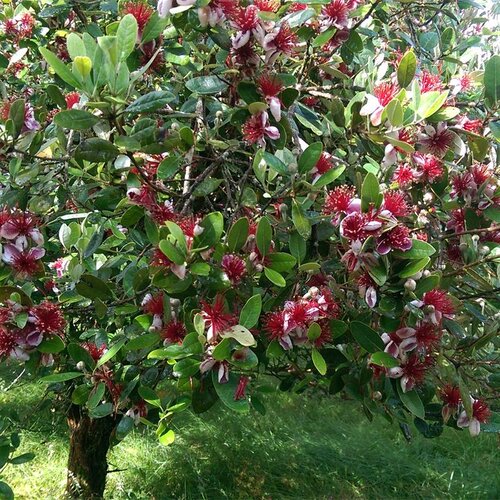虹越菲油果树果苗盆栽南方种植四季阳台庭院花园斐济果安德烈嫁接-图0