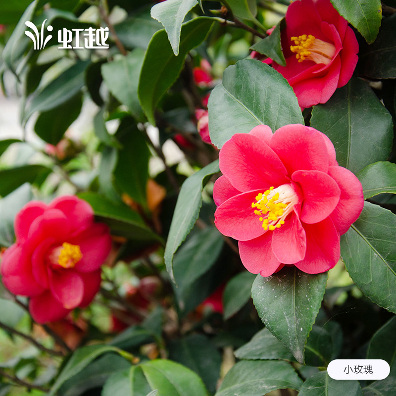 茶花树苗虹越庭院花园茶梅冬季开花绿篱常绿观花灌木花卉盆栽,淘宝优惠券,粉丝福利购,淘宝优惠卷