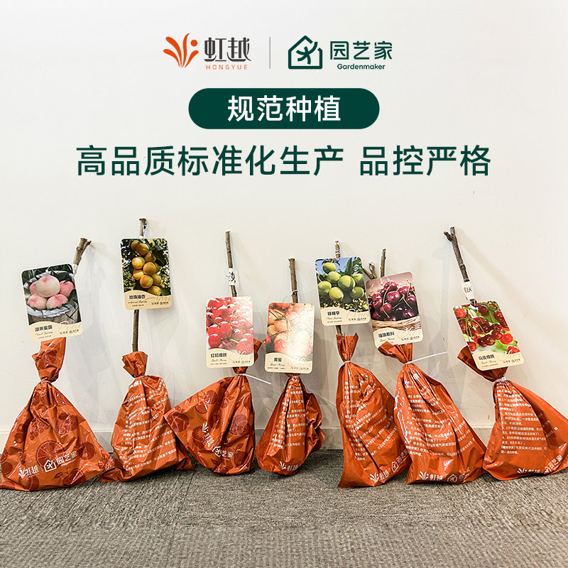 虹越果树裸根苗庭院地栽水蜜桃车厘子李子树西梅桃树苹果枇杷,淘宝优惠券,粉丝福利购,淘宝优惠卷