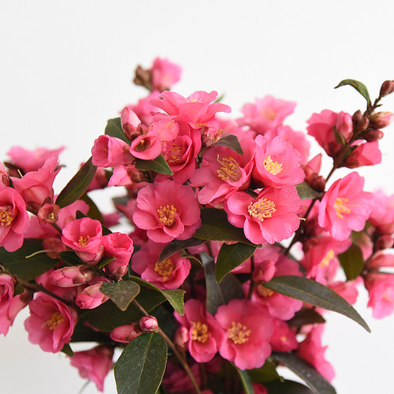 茶花树苗虹越庭院花园茶梅冬季开花绿篱常绿观花灌木花卉盆栽,淘宝优惠券,粉丝福利购,淘宝优惠卷