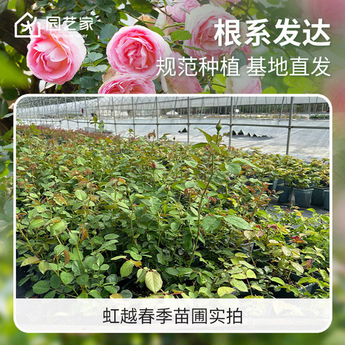 园艺家爬墙藤本大苗月季花盆栽粉色龙沙宝石蓝色阴雨舍农索城堡 - 图2