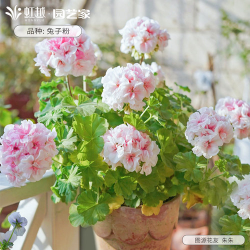 花彩重瓣天竺葵盆栽苗易爆花期长庭院花园耐热常绿阳台洋绣球 - 图3