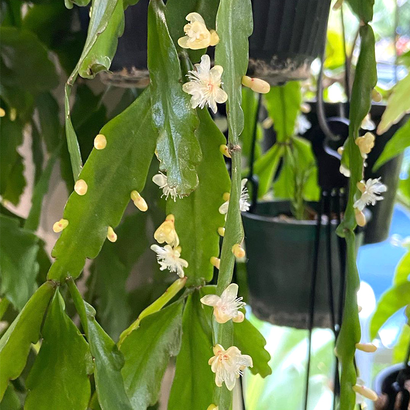 昙花丝苇盆栽虹越观叶植物奇特垂吊奇趣阳台室内窗台常绿绿植苗 - 图2