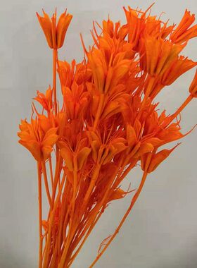 八角花一大扎真花干花天然风干艺术田园小清新永生花DIY花材材料