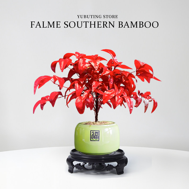 火焰南天竹盆栽耐寒绿植年宵花客厅办公室内桌面禅意盆景观叶植物,淘宝优惠券,粉丝福利购,淘宝优惠卷