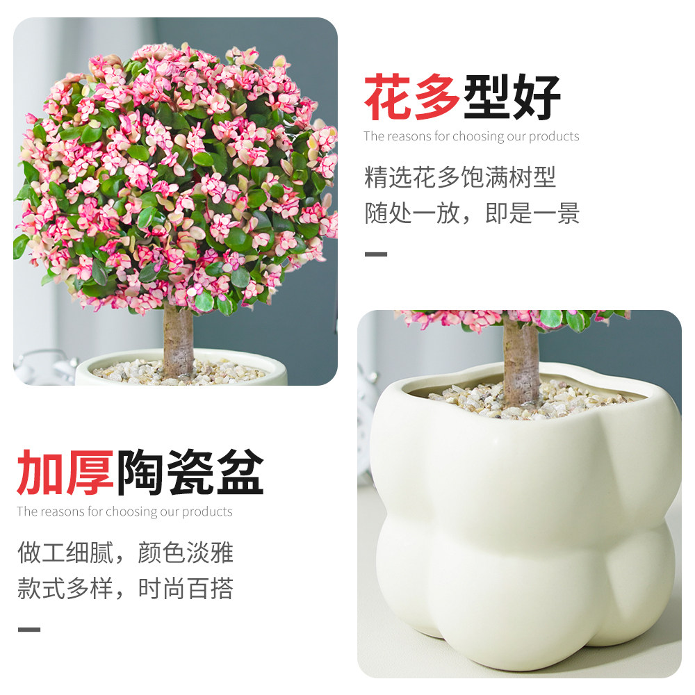 金枝玉叶小盆栽老桩多肉植物棒棒糖造型发财树幼儿园花卉绿植礼物,淘宝优惠券,粉丝福利购,淘宝优惠卷