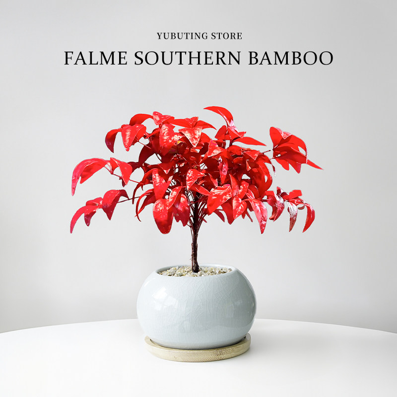 火焰南天竹盆栽耐寒绿植年宵花客厅办公室内桌面禅意盆景观叶植物,淘宝优惠券,粉丝福利购,淘宝优惠卷