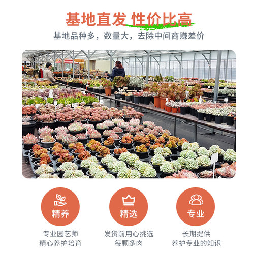 蓝镜多肉植物玉露花卉幼儿园办公室内冷门懒人桌面稀有小盆栽蓝色 - 图3