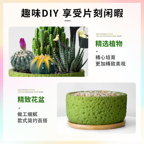 仙人掌盆栽组合多肉植物室内仙人球防辐射办公室桌面绿植花卉盆景 - 图2