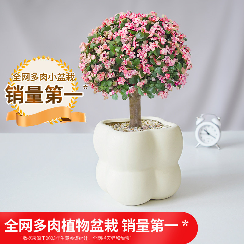 金枝玉叶小盆栽老桩多肉植物棒棒糖造型发财树幼儿园花卉绿植礼物,淘宝优惠券,粉丝福利购,淘宝优惠卷