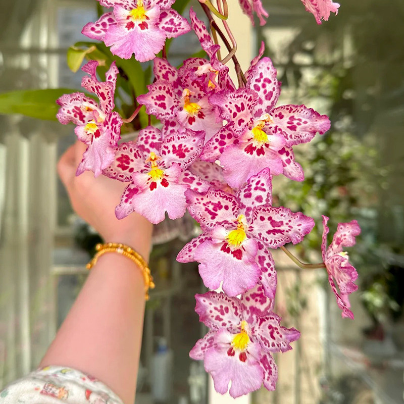 梦香文心兰豹斑宝石室内盆栽带花苞泰国香水浓香植物桌面绿植花卉,淘宝优惠券,粉丝福利购,淘宝优惠卷