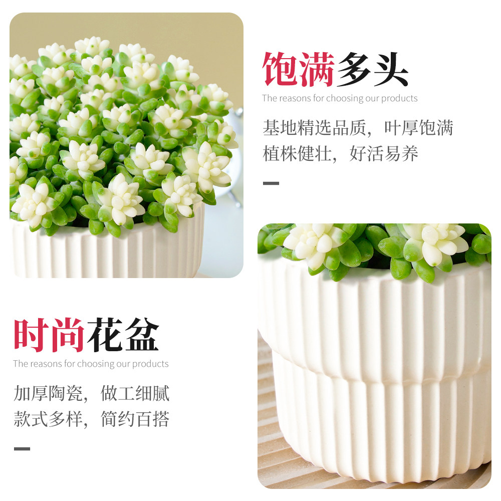 新玉缀锦玉坠多肉植物组合小盆栽缀化垂吊群生多头绿植幼儿园好养,淘宝优惠券,粉丝福利购,淘宝优惠卷