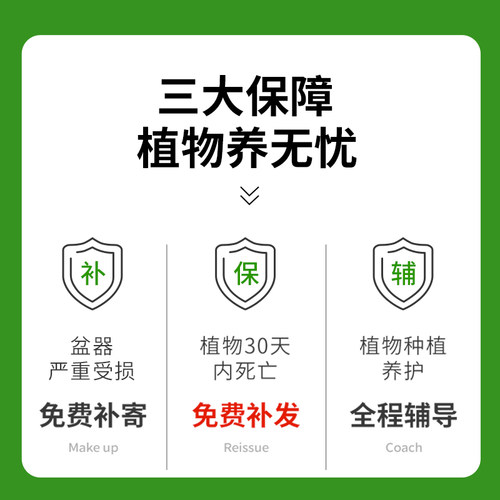 长寿花盆栽带花苞四季好养室内花卉绿植办公室桌面盆景重瓣大花苗 - 图3
