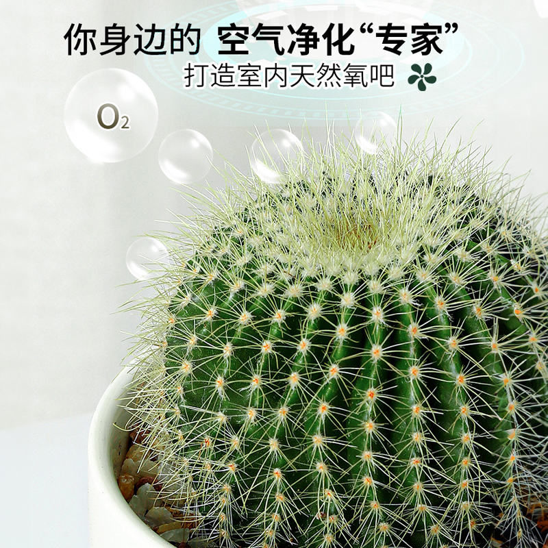 金冠仙人球仙人掌高端盆栽办公室内阳台懒人好养花卉绿植多肉植物 - 图3