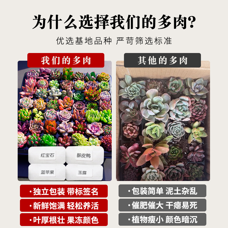 多肉植物组合室内小盆栽玉露桃蛋带陶瓷花盆土老桩高端仙人球室内