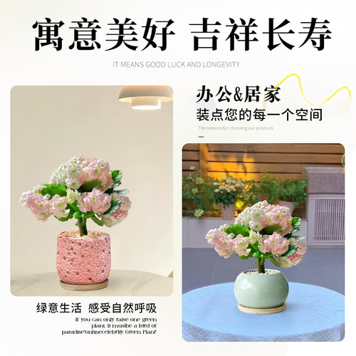 长寿花盆栽带花苞四季好养室内花卉绿植办公室桌面盆景重瓣大花苗 - 图2