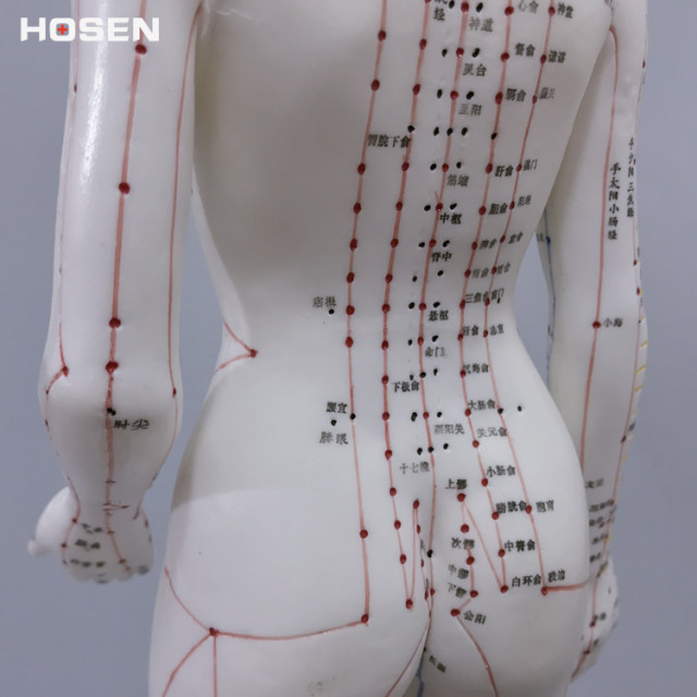48cm high female acupuncture point model