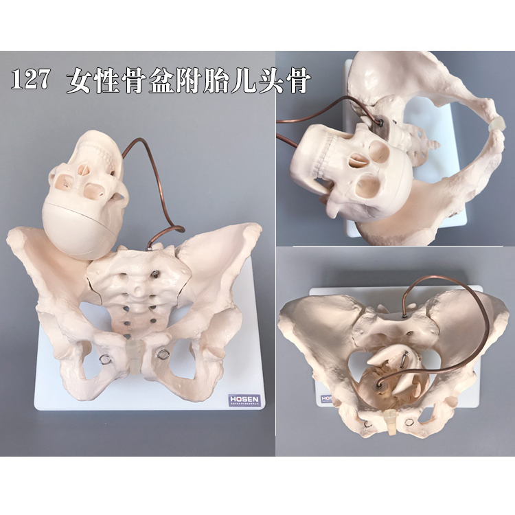 盆骨模型男性女性骨盆底肌肉妇产骨科教学助产后修复子宫血管神经 - 图1