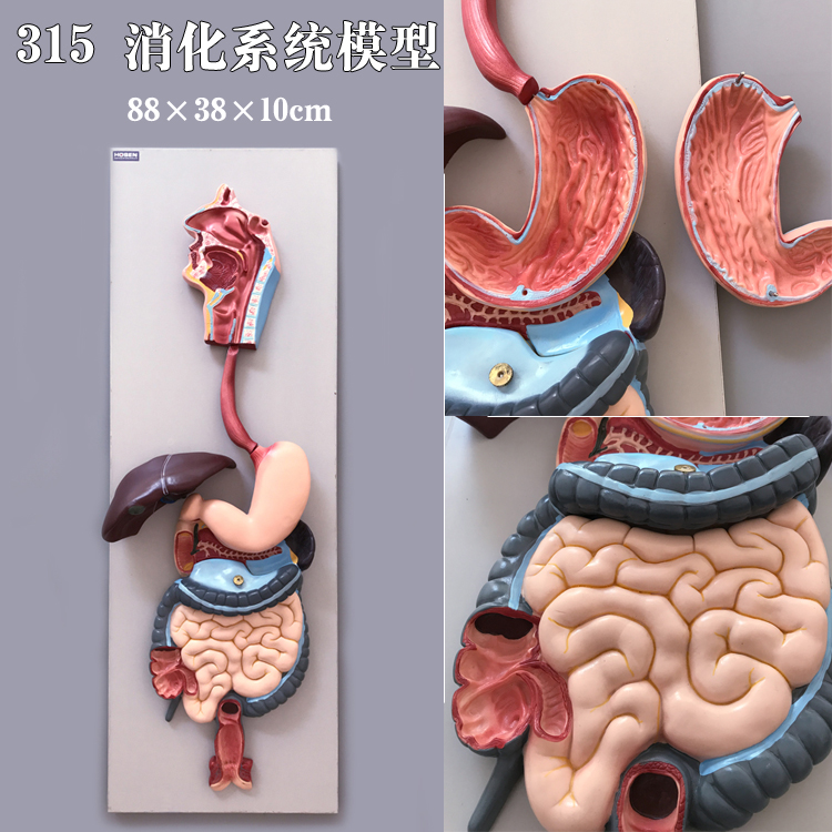 人体器官模型心肝脾肺肾脑胃肠五脏六腑内脏系统解剖结构医学教学 - 图2