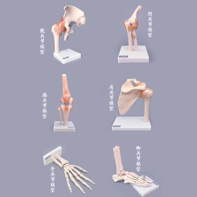 人体关节模型骨骼手肘腕脚踝骨肩膝关节髋骨科附韧带医学教学玩具 - 图2