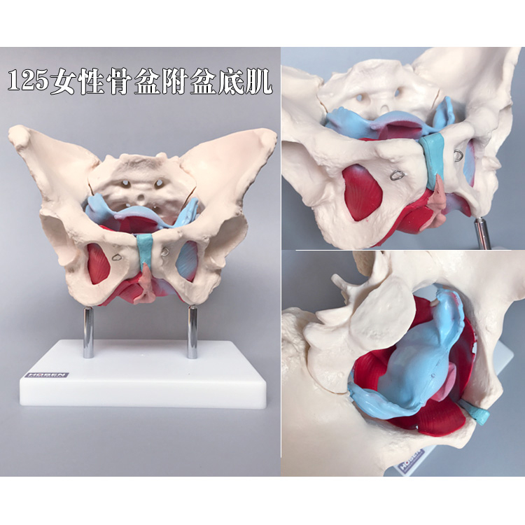 盆骨模型男性女性骨盆底肌肉妇产骨科教学助产后修复子宫血管神经 - 图0