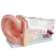 Multiple pieces of anatomical structure teaching model with amplified ear