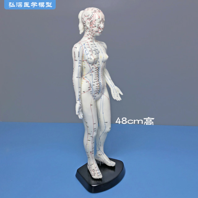 48cm high female acupuncture point model