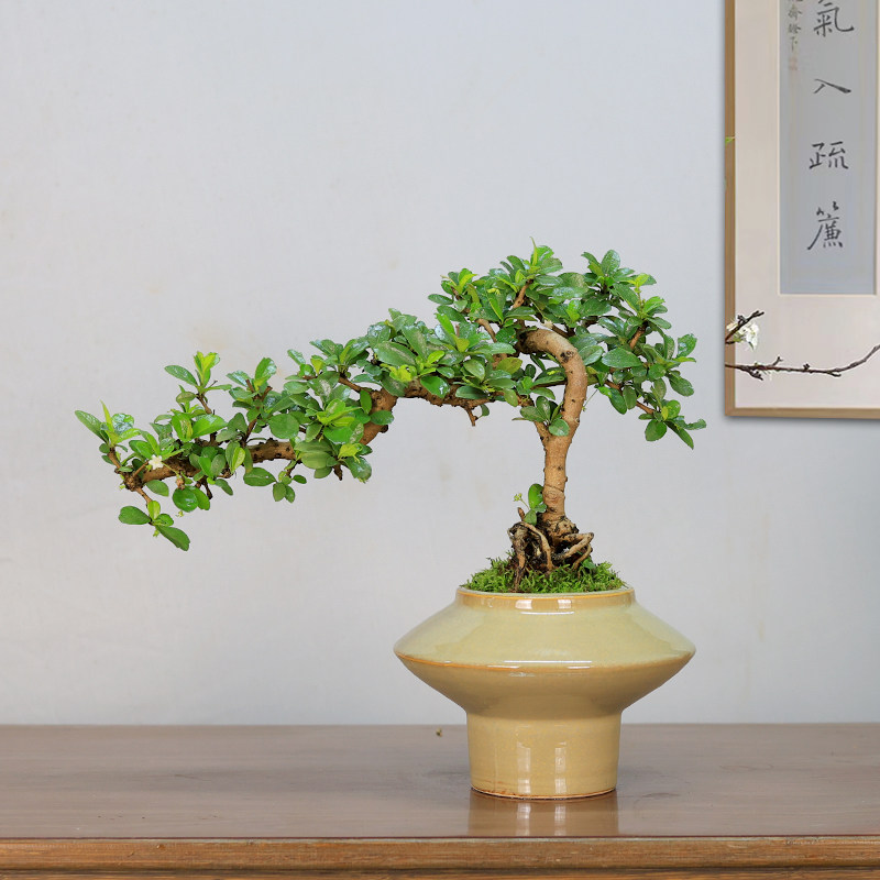 福建茶盆景树桩造型老桩植物办公室内桌面绿植盆栽好养四季常青,淘宝优惠券,粉丝福利购,淘宝优惠卷
