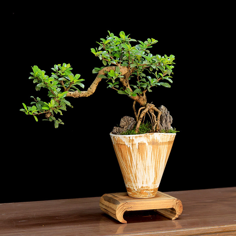 福建茶盆景树桩造型老桩植物办公室内桌面绿植盆栽好养四季常青,淘宝优惠券,粉丝福利购,淘宝优惠卷