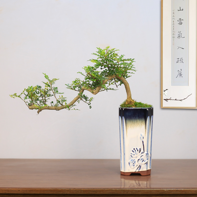 清香木盆景植物室内客厅绿植好养四季常青悬崖老桩造型胡椒木盆栽 - 图0