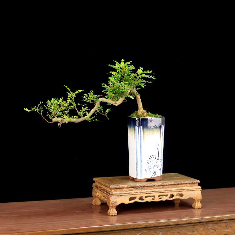 清香木盆景植物室内客厅绿植好养四季常青悬崖老桩造型胡椒木盆栽 - 图2