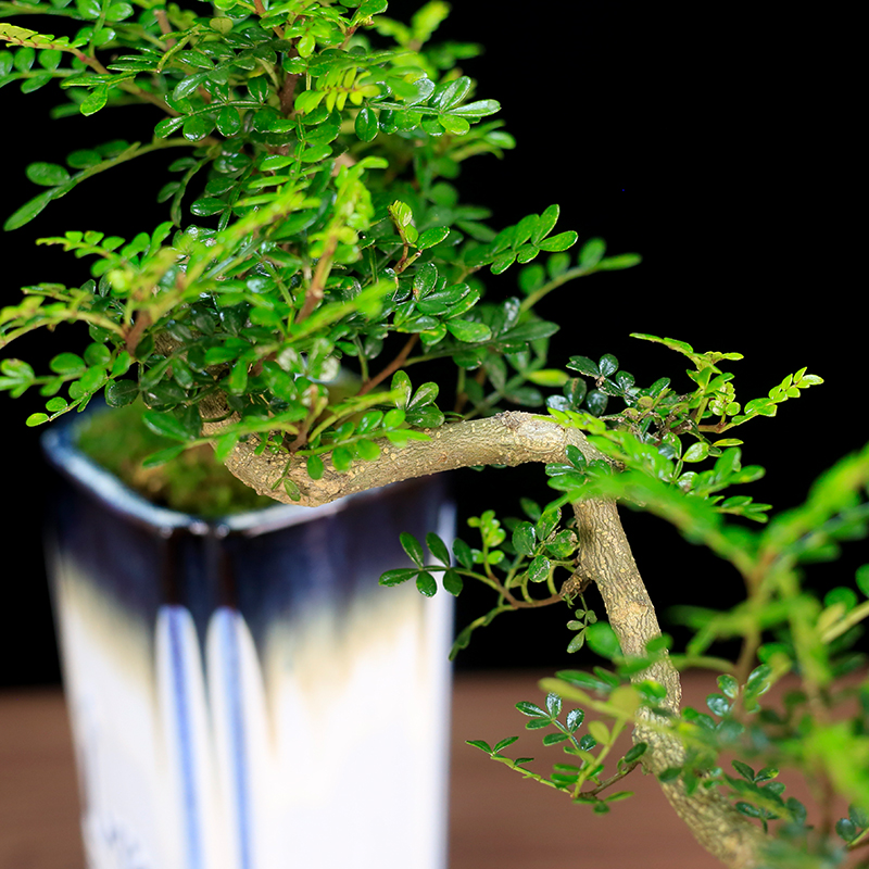 清香木盆景植物室内客厅绿植好养四季常青悬崖老桩造型胡椒木盆栽 - 图1