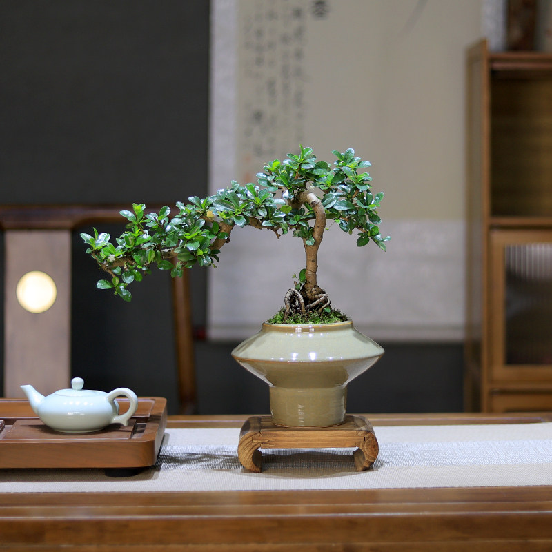 福建茶盆景树桩造型老桩植物办公室内桌面绿植盆栽好养四季常青,淘宝优惠券,粉丝福利购,淘宝优惠卷