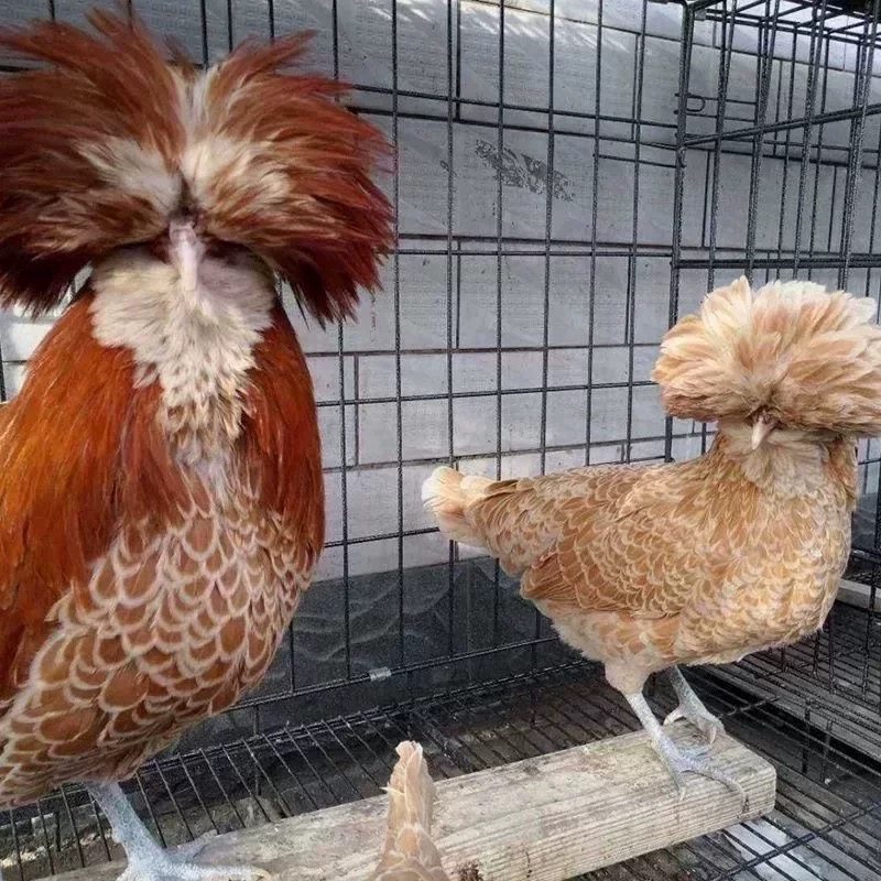 纯种新品黄色波兰帽子鸡种蛋观赏宠物鸡种蛋观赏鸟可孵化受精鸡蛋,淘宝优惠券,粉丝福利购,淘宝优惠卷