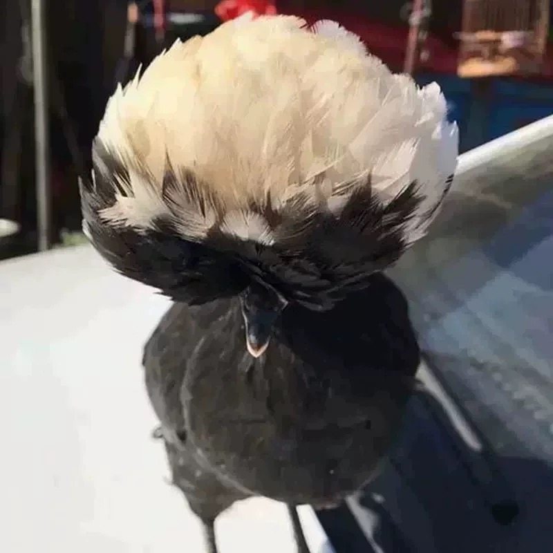 波兰小鸡可孵化帽子鸡种蛋白头翁受精率新鲜波澜红色观赏鸡受精卵,淘宝优惠券,粉丝福利购,淘宝优惠卷