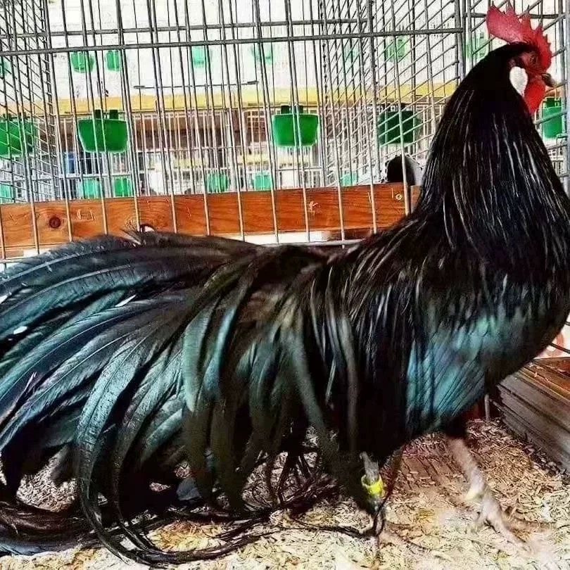 半斤脱温长尾鸡观赏鸡三色麻长尾凤鸡白鸡长尾鸡苗稀黄金鸡活苗,淘宝优惠券,粉丝福利购,淘宝优惠卷