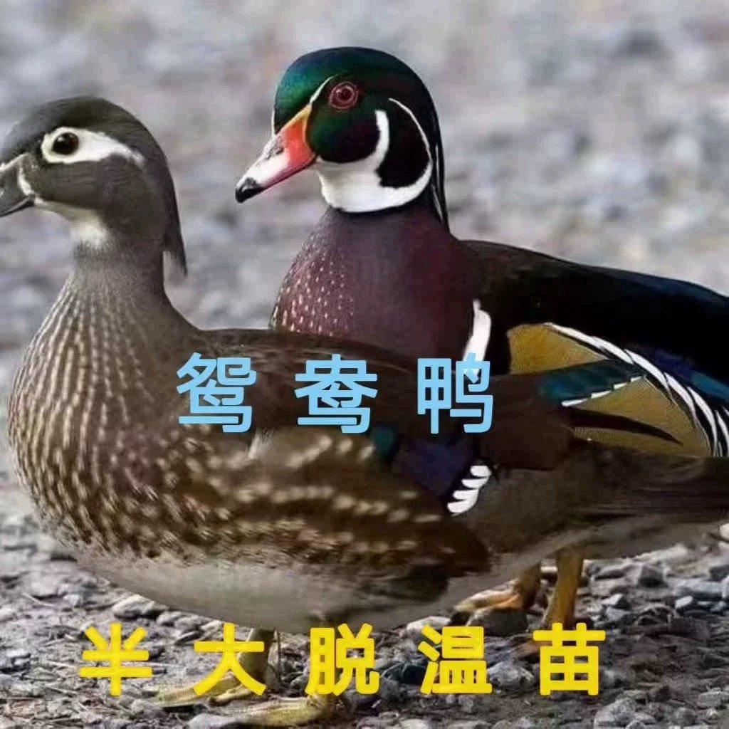 正宗鸳鸯鸭半大脱温苗半斤左右观赏鸭活体苗鸳鸯小鸭子家养,淘宝优惠券,粉丝福利购,淘宝优惠卷