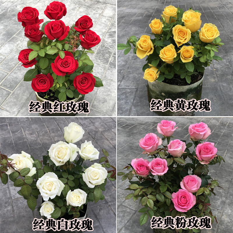 玫瑰花苗花卉观花绿植物室内阳台盆栽大花月季蔷薇四季开花 - 图0