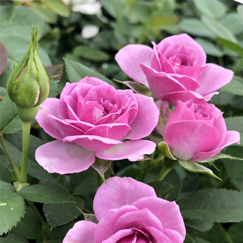 薰衣草门廊 月季紫色花环微型月季花苗 丰花多头阳台庭院花卉盆栽 - 图2