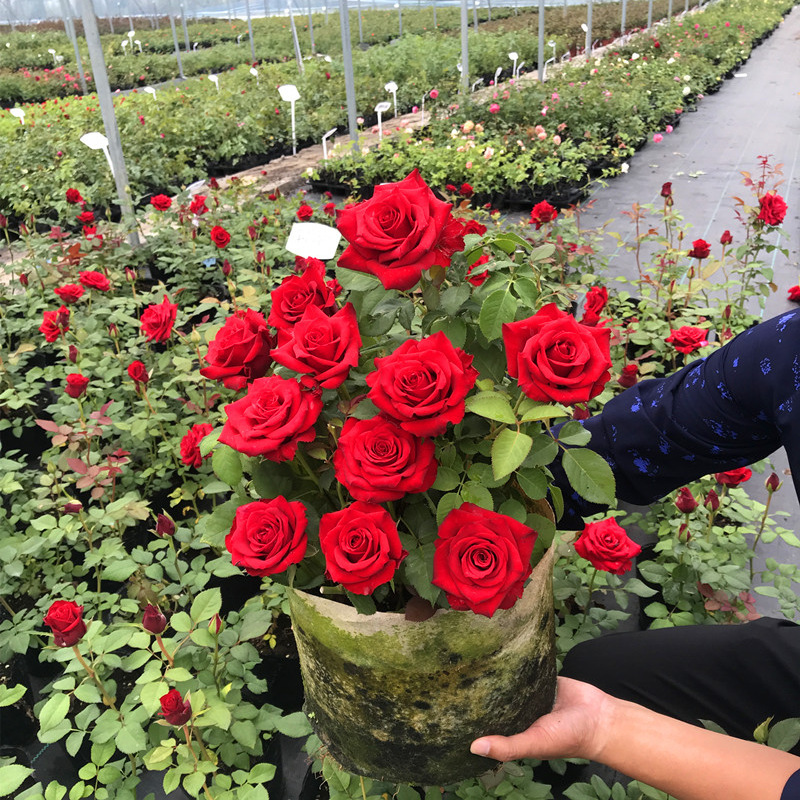 玫瑰花苗花卉观花绿植物室内阳台盆栽大花月季蔷薇四季开花-图2