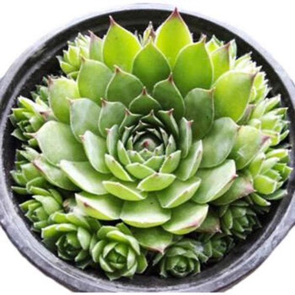 观音莲多肉植物室内超大好养盆栽大棵易爆盆多肉老桩盆景新手植物,淘宝优惠券,粉丝福利购,淘宝优惠卷